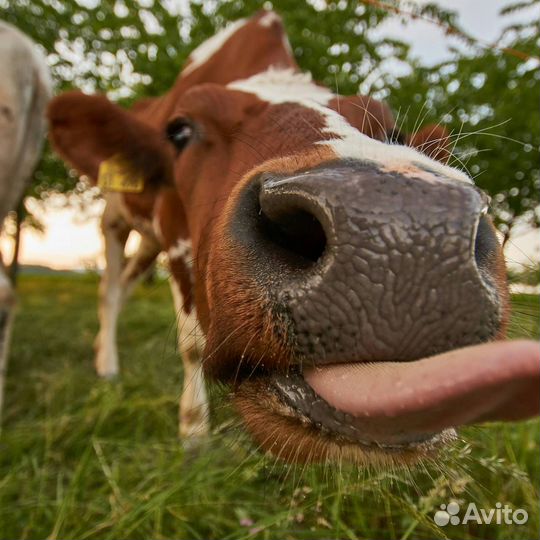 Корова стельная дойная