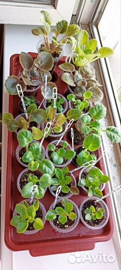 Детки сортовых фиалок мини и стандарт