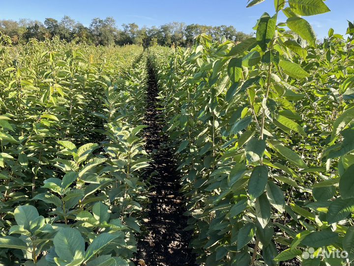 Низкорослые плодовые саженцы