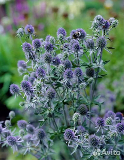 Синеголовник