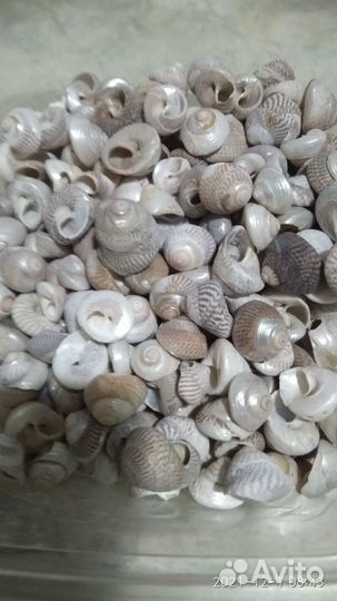 Морские ракушки раковины