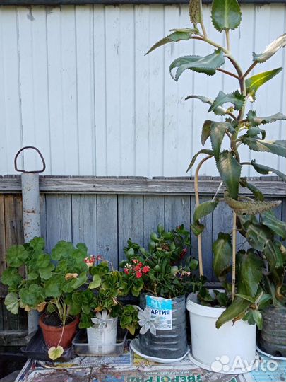 Комнатные цветы каланхоэ