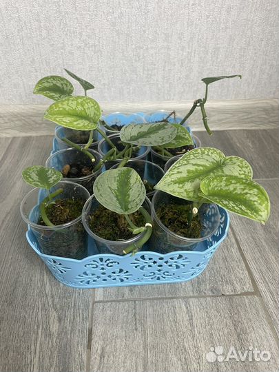 Н-Джой, Green эпипремнум