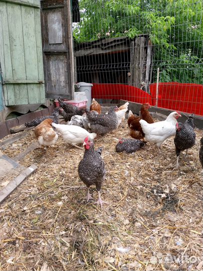 Петухи, несушки мясояичные. Черный петух