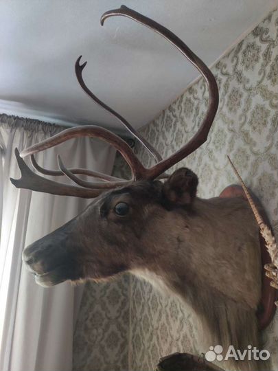 Чучело головы оленя