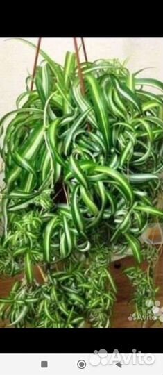 Хлорофитум кудрявый Бонни