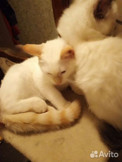 Котята тайские