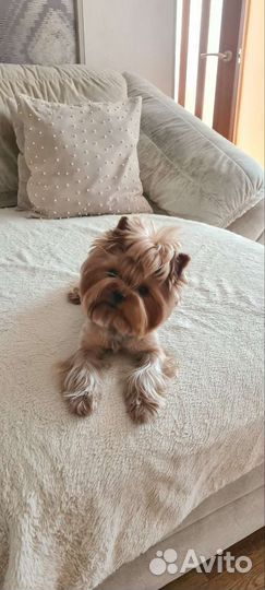 Вязка,йорк, беби фейс