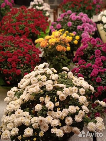 Хризантема ампельная