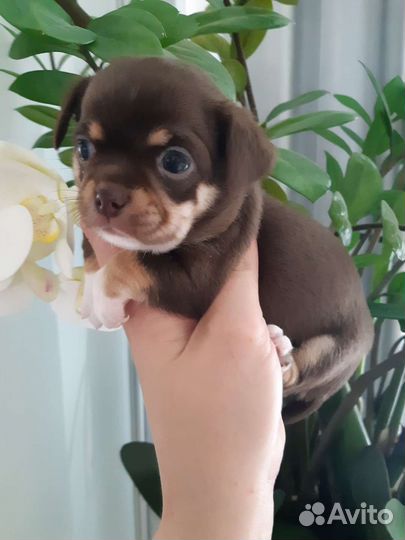 Чихуахуа - нарядный шоколадный парнишка