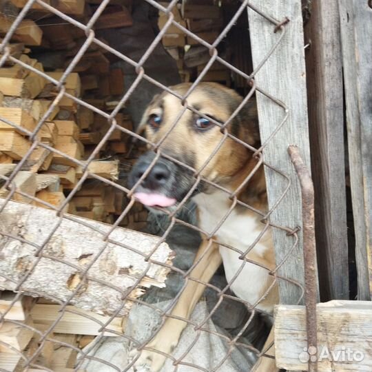 Собака в добрые руки отдам бесплатно