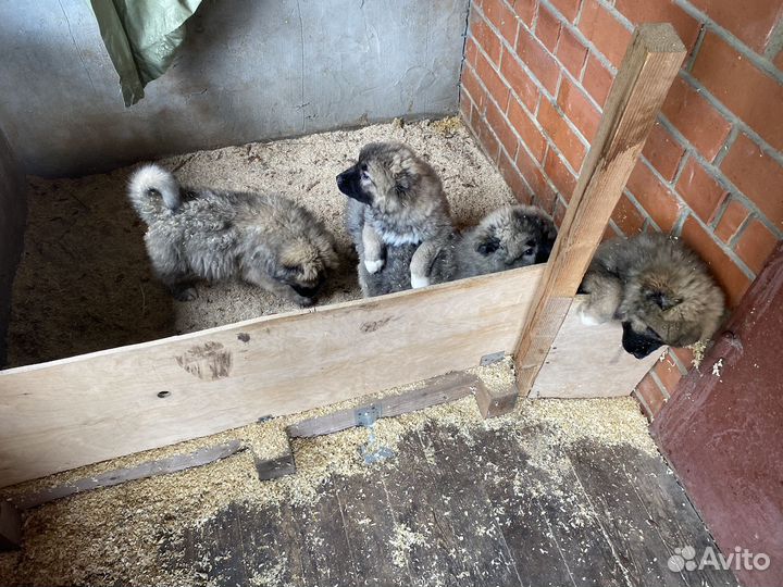 Щенки кавказкой овчарки