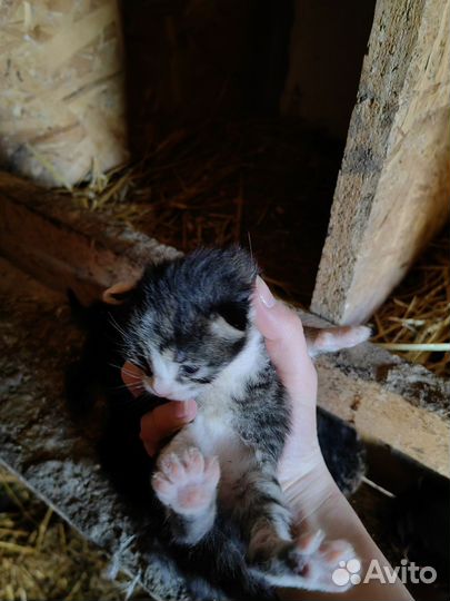 Котята в добрые руки