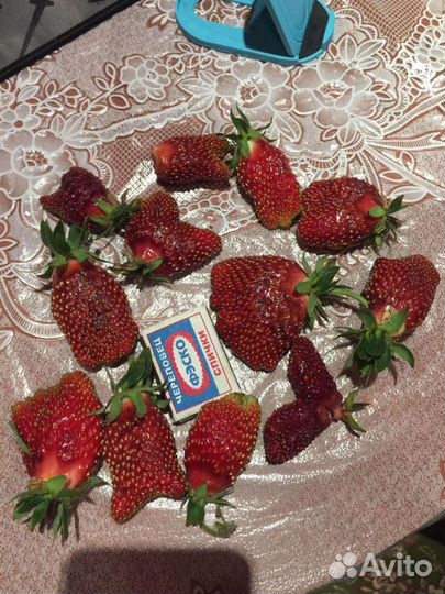 Рассада клубники