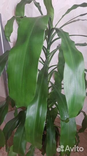 Пальма Драцена