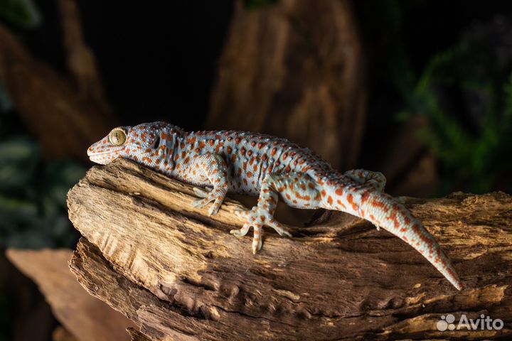 Отель передержка рептилий