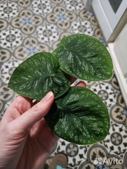 Монстера дубиа