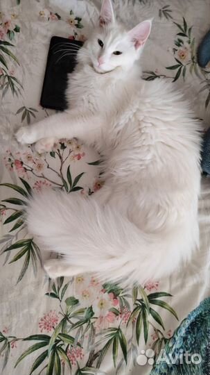 Бронь котята мейн-кун Продам