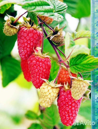 Малина Радзиева ранняя