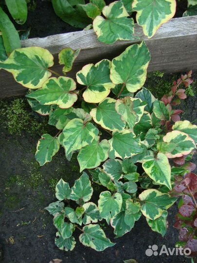 Многолетник Хауттюйния