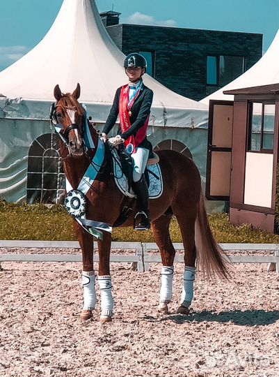 Выездковый жеребец / аренда