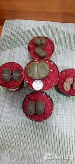 Литопсы часть 1