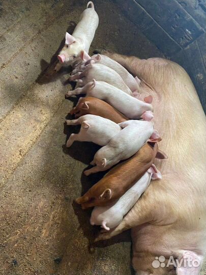 Поросята продам ландрас дюрок