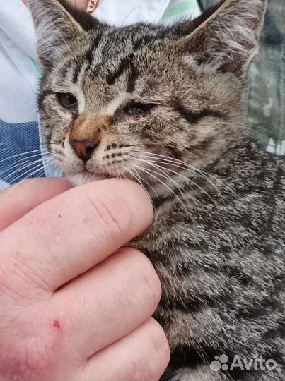 Котенок в добрые руки