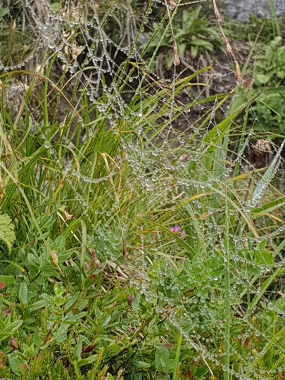 Участок 3,4 сот. (СНТ, ДНП)