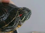 Черепахи крутые красноухие