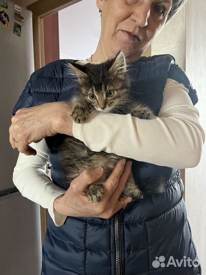 Котенок Пушок