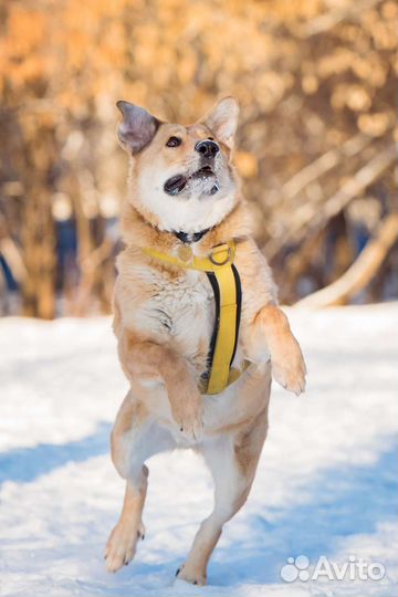 Собака в добрые руки