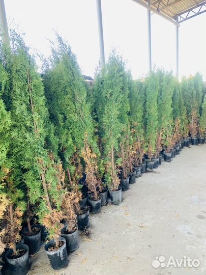 Саженцы туя