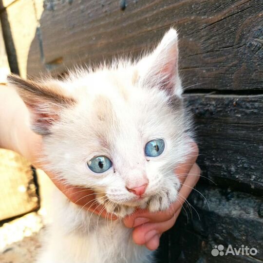 Кошка в дар бесплатно