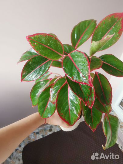 Аглаонема крит