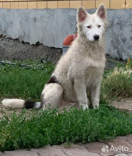Якутская лайка