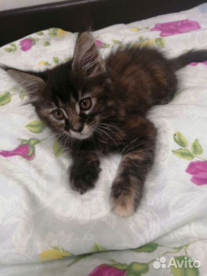 Котята мейнкунята