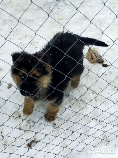 Щенки хаски, привитые с ветеринарным паспортом