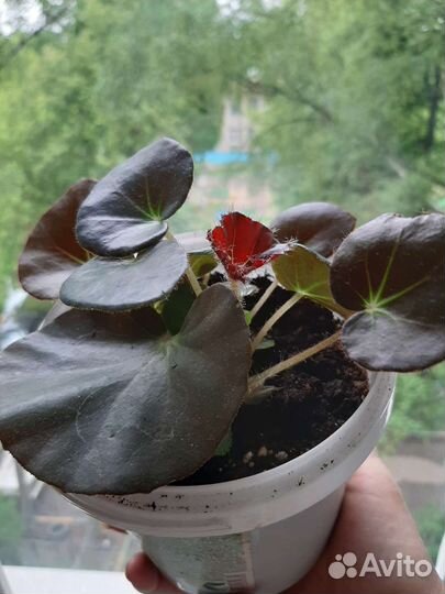 Бегония краснолистная