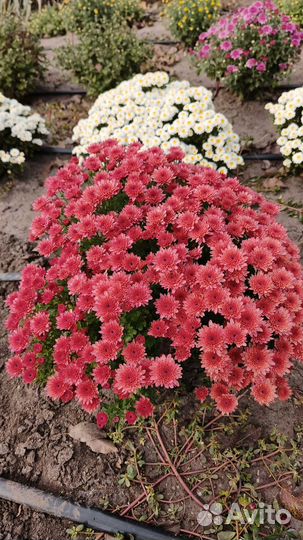 Хризантема шаровидная мультифлора саженцы черенки