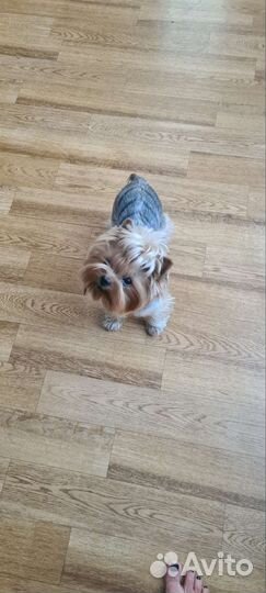 Вязка,йорк, беби фейс