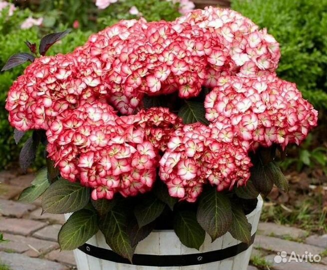 Гортензия крупнолистная в горшке, ремонтантная