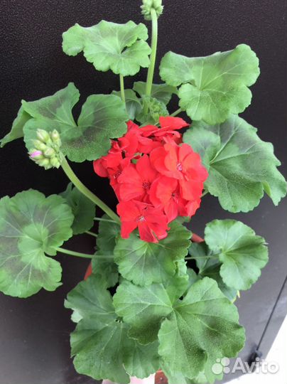 Пеларгония герань