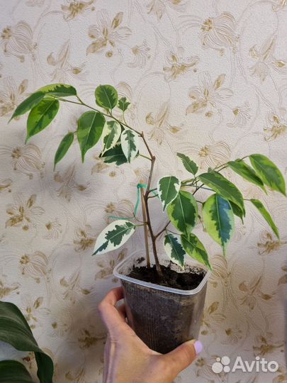 Фикус бенджамина