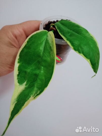 Хойя. Разные