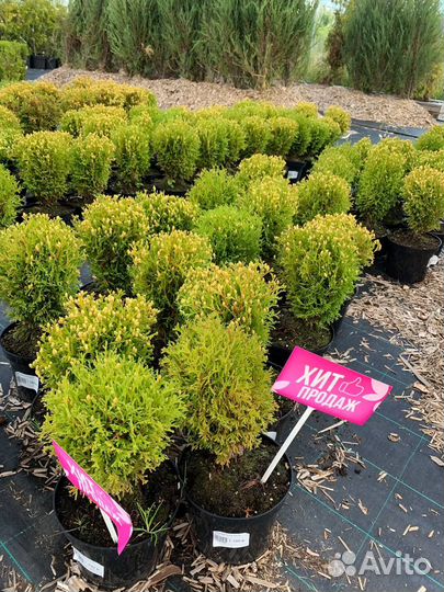 Туя смарагд