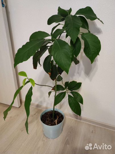 Авокадо, денежное дерево, толстянка