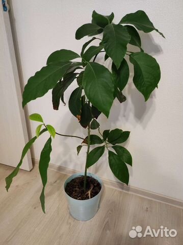 Авокадо, денежное дерево, толстянка