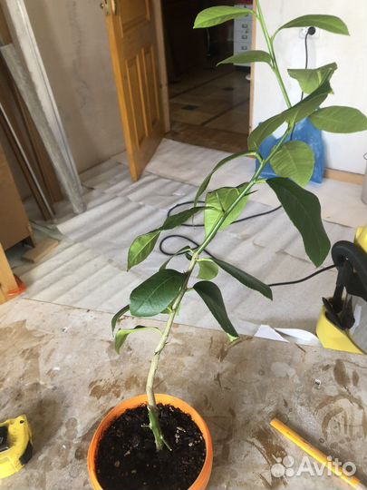 Растения кофе