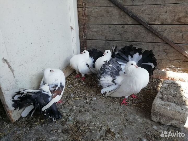 Бойные голуби, павлины